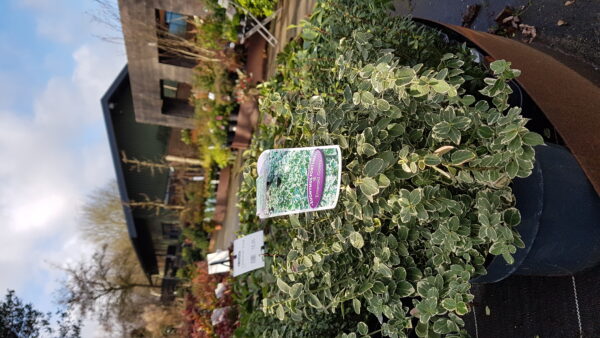euonymus fort. ‘emerald gaiety’