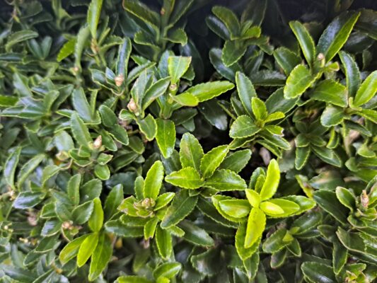 euonymus jap. ‘microphyllus’