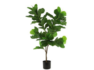 ficus lyrata m groen