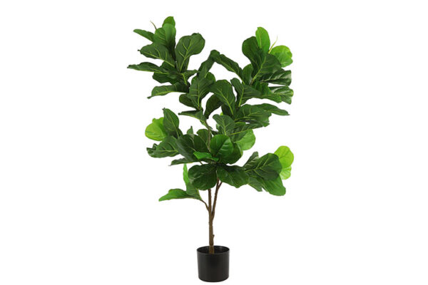 ficus lyrata m groen