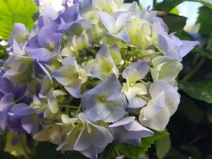 hydrangea macrophylla