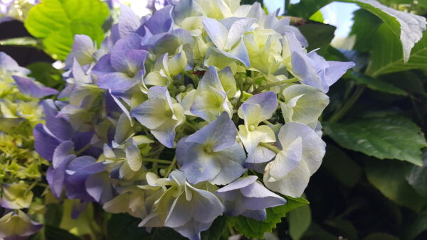 hydrangea macrophylla