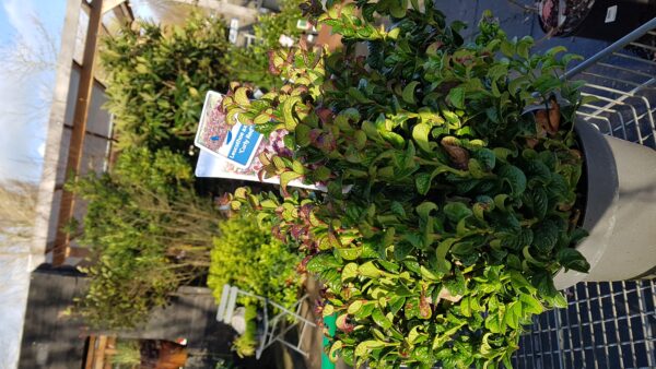 leucothoe axillaris ‘curly red’