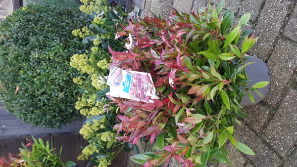 leucothoe ‘zeblid’