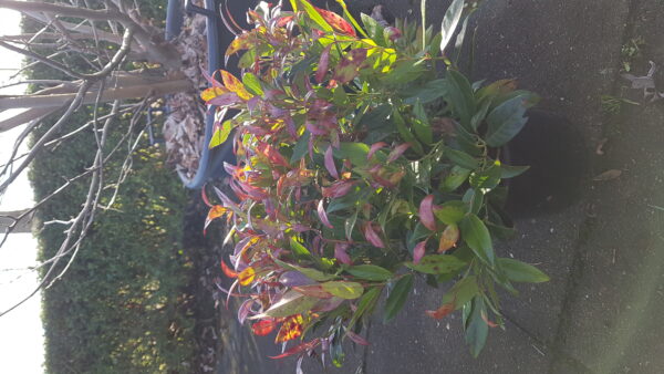 leucothoe ‘zeblid’