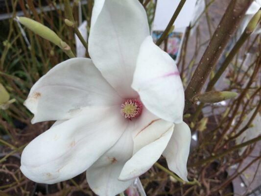 magnolia soulangeana