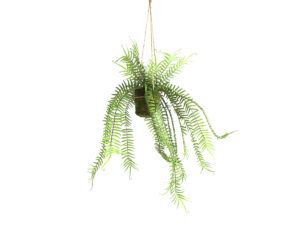 monilophyta s groen