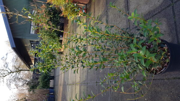 osmanthus burkwoodii