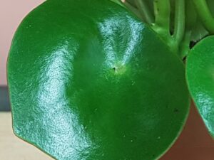 peperomia polybot raindrop