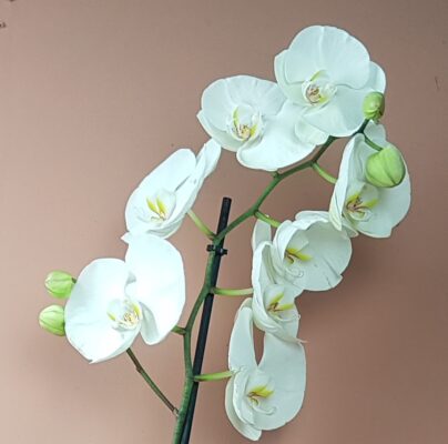 phalanopsis wit