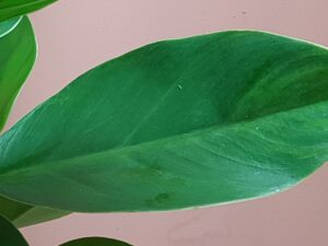 philodendron imperial green