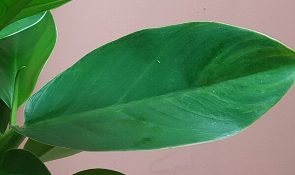 philodendron imperial green
