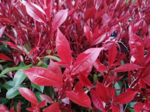 photinia fras. 'carré rouge'