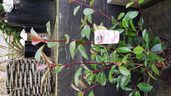 photinia fras. ‘red robin’