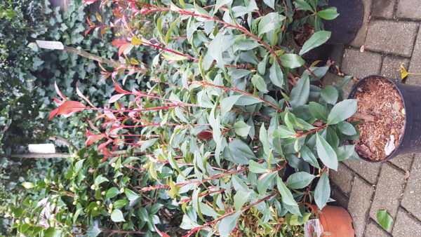photinia fras. ‘red robin compacta’