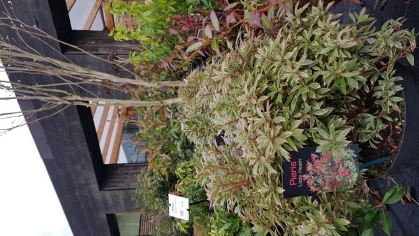 pieris jap. ‘little heath’