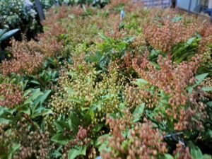 pieris jap. 'sarabande'