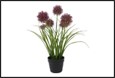 plant allium s paars