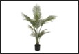 plant areca m groen