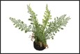 plant asparagus s groen