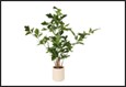 plant caryota m groen