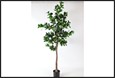 plant cleyera japonica l groen