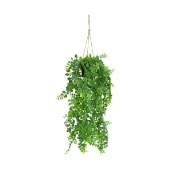 plant dischidia pe with hanger 18x18x80c