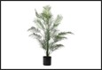 plant dryopteris l groen