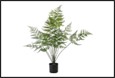 plant dypsis m groen