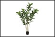 plant ficus elastica ’tineke’