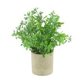 plant in pot aglaia odorata pe 8x8x23cm
