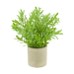 plant in pot buxus pe 8x8x23cm