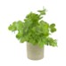 plant in pot pelargonium pe 8x8x22cm