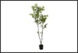 plant mahonia s groen