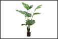 plant monstera l groen