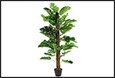 plant monstera l groen