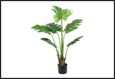 plant monstera m groen