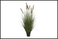 plant perotis patens 8 s groen