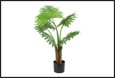 plant philodendron s groen