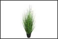 plant poaceae l groen