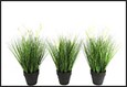 plant poaceae m a3 groen