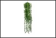 plant steker/hang senecio groen