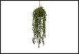 plant steker/hang senecio groen