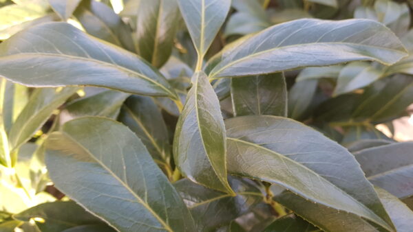 prunus laur. ‘caucasica’