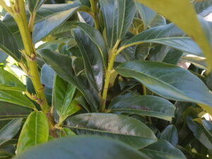 prunus laur. 'genolia'