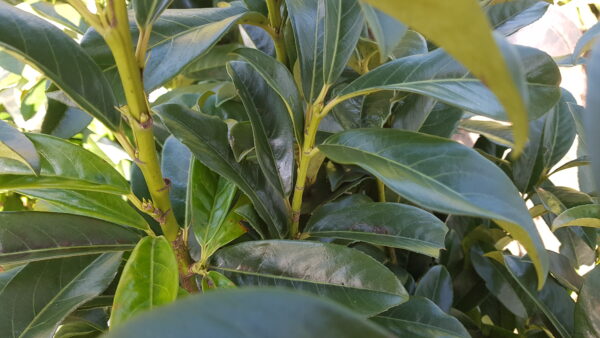 prunus laur. ‘genolia’