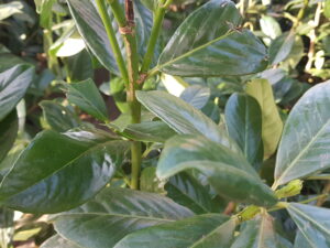 prunus laur. 'novita'