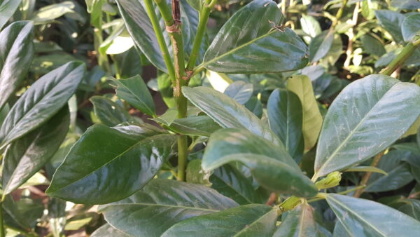 prunus laur. ‘novita’