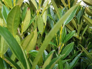 prunus laur. 'otto luyken'