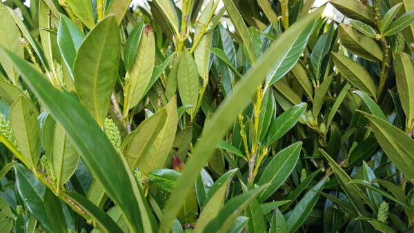 prunus laur. ‘otto luyken’